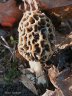 Schlegel Pilz